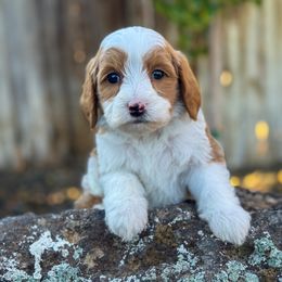 BJ - Red  male Goldendoodle puppy in Twin Falls, Idaho from Magic Valley Family Doodles