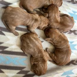 1 - Red wheaten female Basset Fauve de Bretagne puppy in Reddick, Florida from Afterhours German Wirehaired Pointers and Basset Fauve de Bretagne
