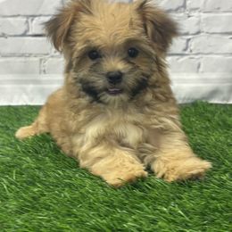 Winston - Gold male Morkie puppy in Monticello, Iowa from Ashley’s Puppies