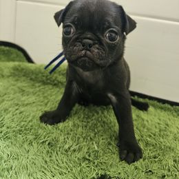 Blue - Black male Pug puppy in Tallapoosa, Georgia from West Georgia Pugs