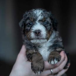Bernedoodle Puppies from Autumn Vanskiver