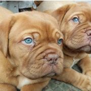 Dogues de Bordeaux from Theresea's Dogue de Bordeaux