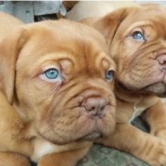 Dogues de Bordeaux from Theresea's Dogue de Bordeaux