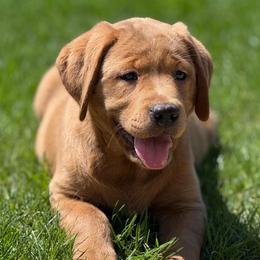 Jade - Yellow female Labrador Retriever puppy in Isle, Minnesota from Dog Ear Outfitters