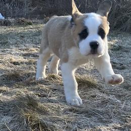 Girl 1 - Red and white female Saint Bernard puppy in New Sharon, Maine from Kimball Pond  Saint Bernards