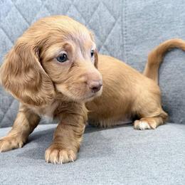 Olivia - Cream female Dachshund puppy in Moreno Valley, California from rdachshunds