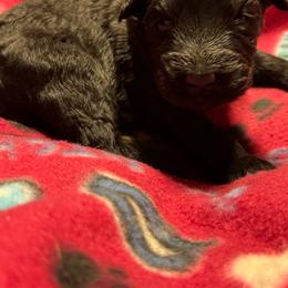 Female 1 - Black female Giant Schnauzer puppy in Pearland, Texas from K & S Schnauzers