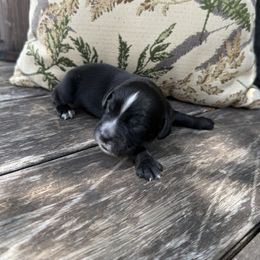 Blue Collar - Black male English Cocker Spaniel puppy in Ohatchee, Alabama from Otter Creek Kennels