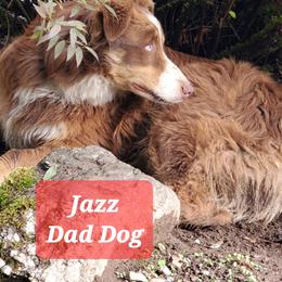 Boy 7 - Red merle male Australian Shepherd puppy in Cottage Grove, Oregon from Farmstead Aussies