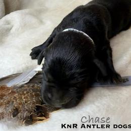 Chase - Black male Labrador Retriever puppy in Grants Pass, Oregon from KnR Antler Dogs ~ Labrador Retrievers & Corgis