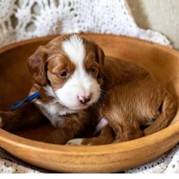 Nash (blue) - Red  male Goldendoodle puppy in Apopka, Florida from The Classic Doodle