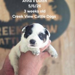 Girl 1 - Blue mottled female Australian Cattle Dog puppy in Monroe, North Carolina from Creek View Cattle Dogs