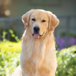 Golden Retrievers from Highlander's Goldens
