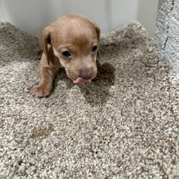Candy - Cream female Dachshund puppy in New Iberia, Louisiana from Finleys Babies