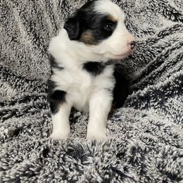 Australian Shepherd Puppies from Burdock Hill Australian Shepards