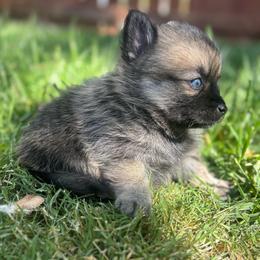 Warrior (Boy 2) - Brindle male Companion Cross puppy in Indian Springs, Nevada from Spinner puppies