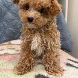 Desmond - Apricot male Poodle puppy in Hephzibah ( Richmond County ), Georgia from Healing Pawz LLC