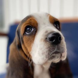 Basset Hounds from Forest Farm Bassets