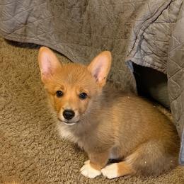 AKC Boy-Skip - Red male Pembroke Welsh Corgi puppy in Sutherland, Nebraska from RK Corgis