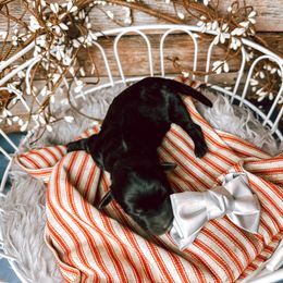 Girl 5 - Black Bernedoodle puppy in Mountain Grove, Missouri from Swan Field Farms