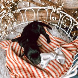 Girl 5 - Black Bernedoodle puppy in Mountain Grove, Missouri from Swan Field Farms