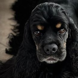 Cocker Spaniels and English Cocker Spaniels from Jesselle Cocker Spaniels
