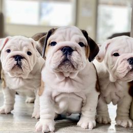 Bulldog Puppies from Fields’ Folly