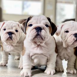Bulldog Puppies from Fields’ Folly