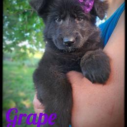 Grape - Black female German Shepherd puppy in Fort Jennings, Ohio from Von Holtzapple German shepherds