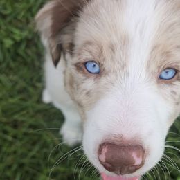 Border Collie Puppies from Three16 Ranch