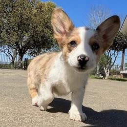 American Corgis and Pembroke Welsh Corgis from Lexi's Cajun Kennels