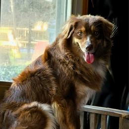 Jersey - Australian Shepherd