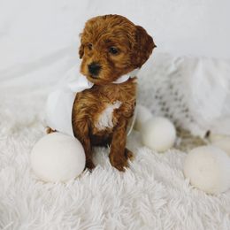 Maple Taffy - Apricot female Goldendoodle puppy in Longview, Texas from WonderDoodles