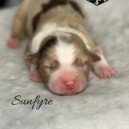 Sunfyre - Red merle male Miniature Australian Shepherd puppy in Cody, Wyoming from Quartz Creek Aussies