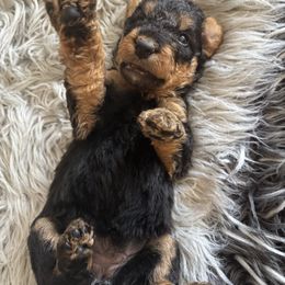 Grey - Black and tan female Airedale Terrier puppy in Huntersville, North Carolina from Cool Hand Luke Kennels