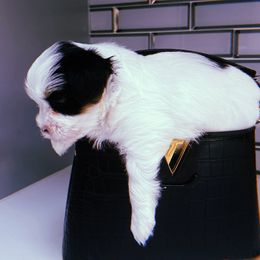 Boy 1 - Yorkshire Terrier puppy from Behrens_Beauties