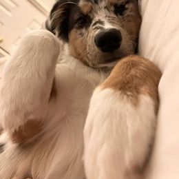 Australian Shepherd Puppies from Mountain Ridge Aussies