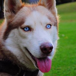 Stryker - Siberian Husky