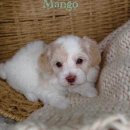 Mango - Apricot male Maltipoo puppy in West Jordan, Utah from Doodles Friend