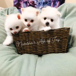 Pomeranian Puppies from Natasha's Ark of Joy