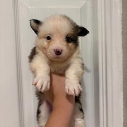 Casper - Sable male Pembroke Welsh Corgi puppy in Boyd, Texas from Barker's Corgis