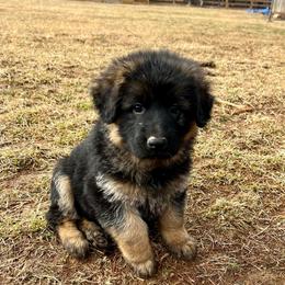 Mr. Brown - Black and red male German Shepherd puppy in Purcellville, Virginia from Starry Night German Shepherd Dogs