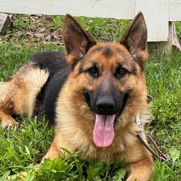 Jasmine - German Shepherd