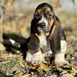 Basset Hound Puppies from Plummer Mountain Kennels