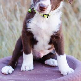 McNab Puppies from Vanir McNab Shepherds