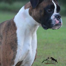 Ella - Boxer