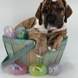 Gambler - Brindle Great Dane puppy in Michigan from Ohana Great Danes of Michigan