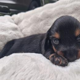 Raven - Black and tan male Dachshund puppy in Statesville, North Carolina from Dannie's Doxies