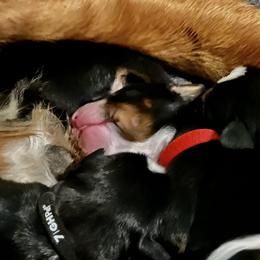 Bernese Mountain Dog Puppies from Berners of New Mexico