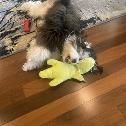 Aussiedoodle Puppies from Sassy Pants Pups